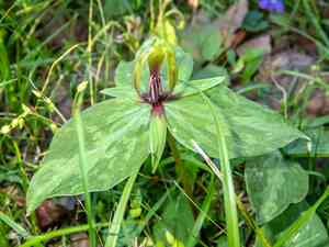 Tapertip wakerobin(Trillium viridescens)