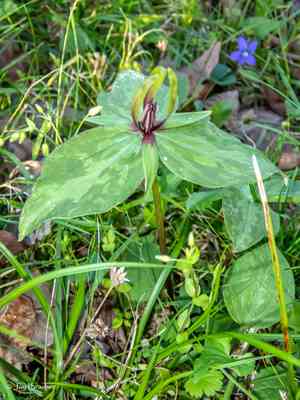 Tapertip wakerobin(Trillium viridescens)