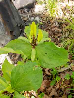 Tapertip wakerobin(Trillium viridescens)