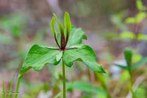 Tapertip wakerobin(Trillium viridescens)