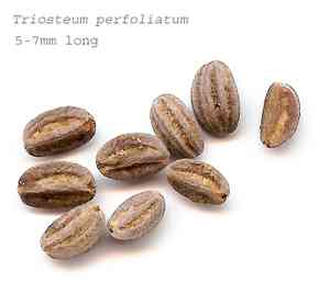 Horse-gentian (Triosteum)(Triosteum)