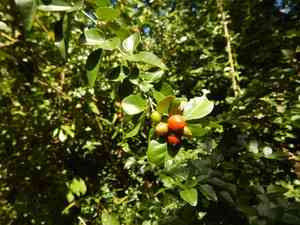 Baby lime(Triphasia trifolia)