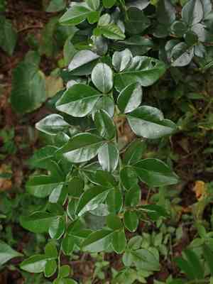 Baby lime(Triphasia trifolia)