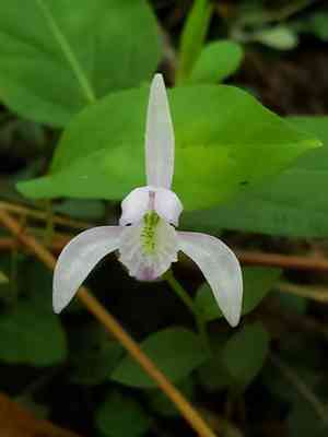 Three birds orchid(Triphora trianthophoros)