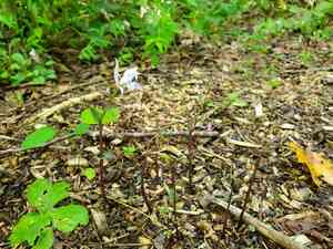 Three birds orchid(Triphora trianthophoros)