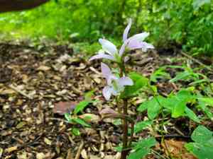 Three birds orchid(Triphora trianthophoros)