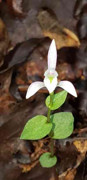 Three birds orchid(Triphora trianthophoros)