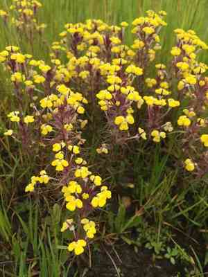 Johnny-tuck(Triphysaria eriantha)
