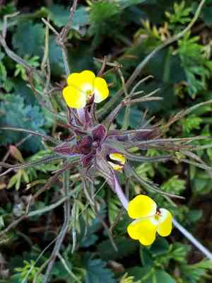 Johnny-tuck(Triphysaria eriantha)