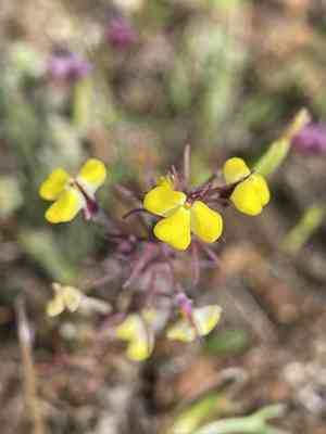 Johnny-tuck(Triphysaria eriantha)