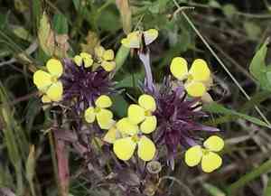 Johnny-tuck(Triphysaria eriantha)