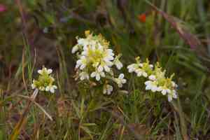 San francisco owl's-clover(Triphysaria floribunda)