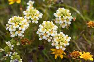 San francisco owl's-clover(Triphysaria floribunda)