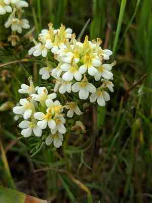 San francisco owl's-clover(Triphysaria floribunda)