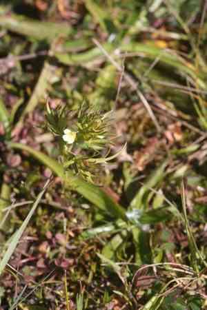 San francisco owl's-clover(Triphysaria floribunda)
