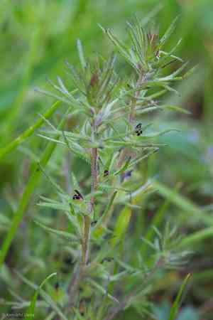 Dwarf owl's-clover(Triphysaria pusilla)