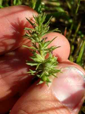 Dwarf owl's-clover(Triphysaria pusilla)
