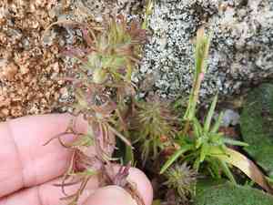 Dwarf owl's-clover(Triphysaria pusilla)
