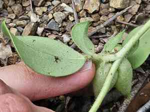 Bladder vetch(Tripodion tetraphyllum)