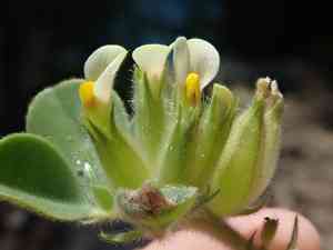 Bladder vetch(Tripodion tetraphyllum)