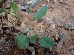 Bladder vetch(Tripodion tetraphyllum)