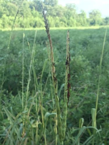 Eastern gamagrass