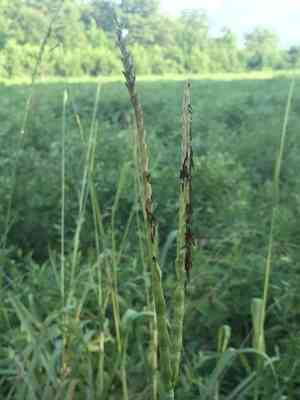 Eastern gamagrass(Tripsacum dactyloides)