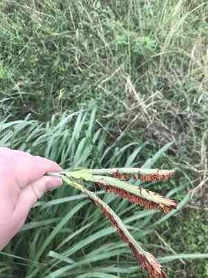 Eastern gamagrass(Tripsacum dactyloides)