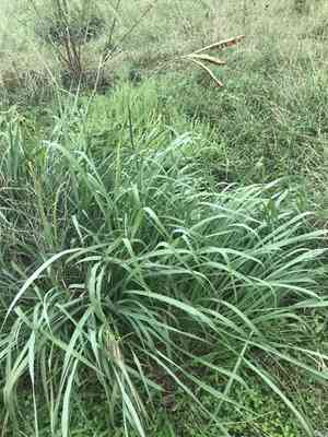 Eastern gamagrass(Tripsacum dactyloides)