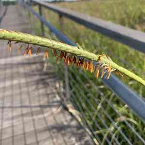 Eastern gamagrass(Tripsacum dactyloides)