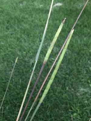 Eastern gamagrass(Tripsacum dactyloides)