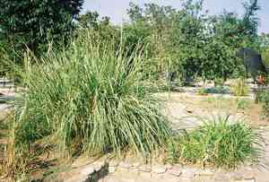 Gamagrasses (Tripsacum)(Tripsacum)