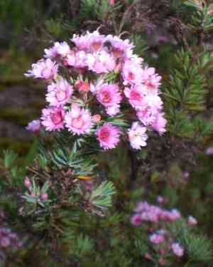 Water gum(Tristaniopsis laurina)