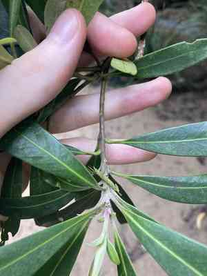 Water gum(Tristaniopsis laurina)