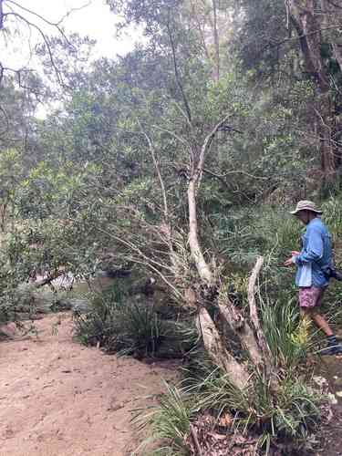 Water gum(Tristaniopsis laurina)