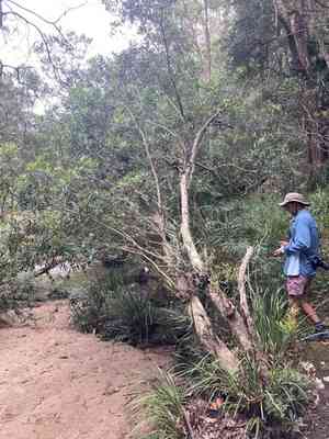 Water gum(Tristaniopsis laurina)