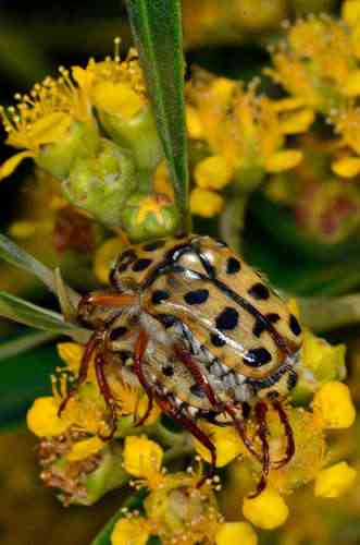 Water gum(Tristaniopsis laurina)