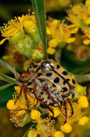Water gum(Tristaniopsis laurina)
