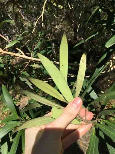 Water gum(Tristaniopsis laurina)
