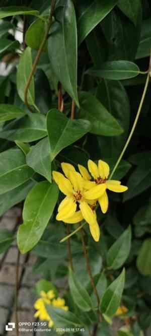 Australian goldvine(Tristellateia australasiae)