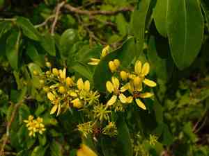 Australian goldvine(Tristellateia australasiae)