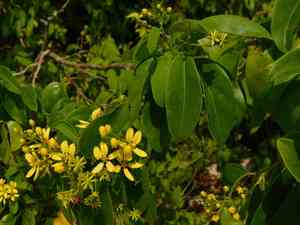 Australian goldvine(Tristellateia australasiae)