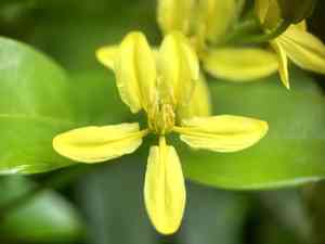 Australian goldvine(Tristellateia australasiae)