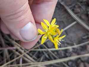 Oak creek triteleia(Triteleia lemmoniae)