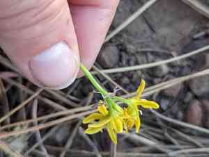 Oak creek triteleia(Triteleia lemmoniae)