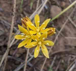 Oak creek triteleia(Triteleia lemmoniae)