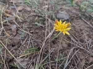 Oak creek triteleia(Triteleia lemmoniae)