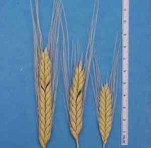 Einkorn(Triticum monococcum)
