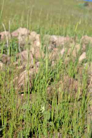 Einkorn(Triticum monococcum)