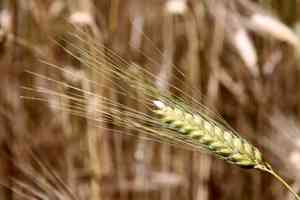 Einkorn(Triticum monococcum)